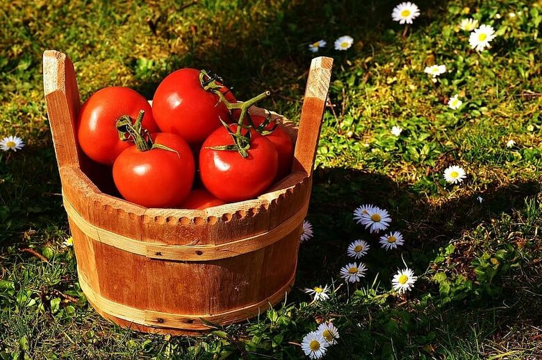 Diana – ankstyva ir atspari pomidorų veislė auginimui lauke, pomidorų sėklos